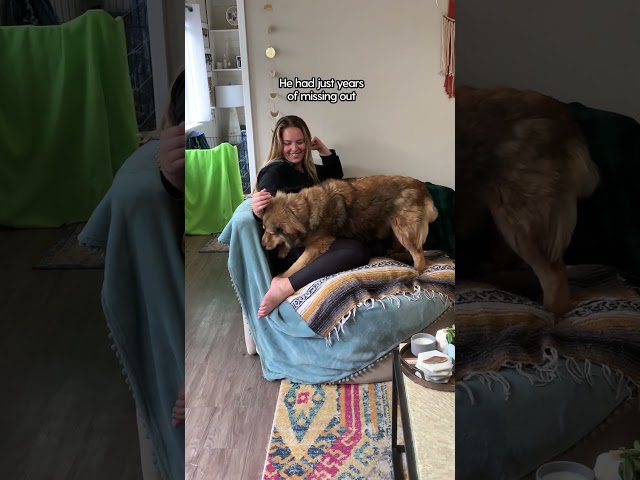 Rescued Stray Turns Into A Fuzzy Teddy Bear | The Dodo