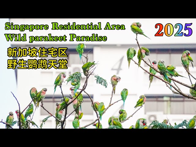 新加坡组屋区野生鹦鹉天堂！Singapore HDB Wild Parakeet Paradise ｜在中国🇨🇳被列为国家二级保护动物的绯胸鹦鹉🦜，现已在新加坡🇸🇬城市形成野生种群。
