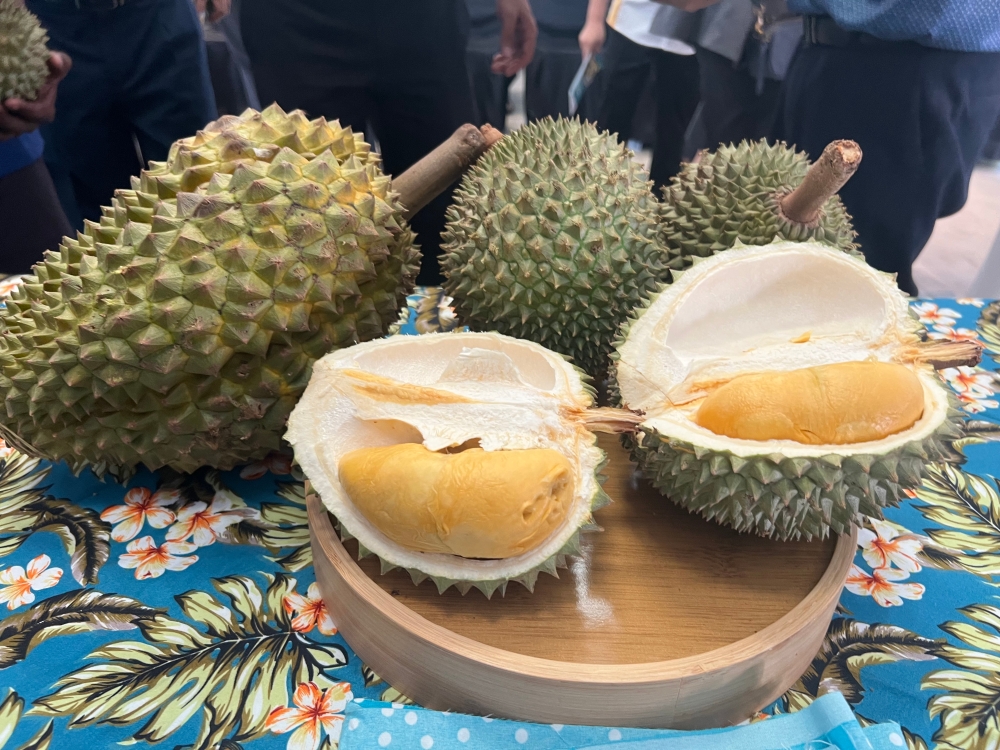 Penang hotels, orchards prepare for durian season amid tourism drive