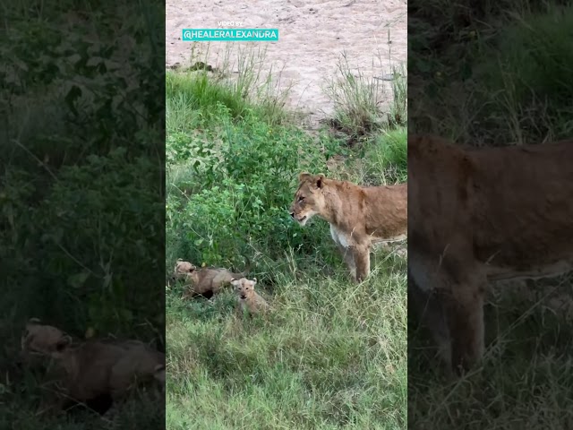 Lion Cubs Crossing The River