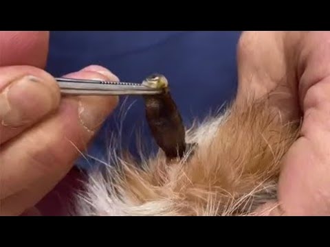 Removing A Huge Cuterebra From Little Dog's Belly #122