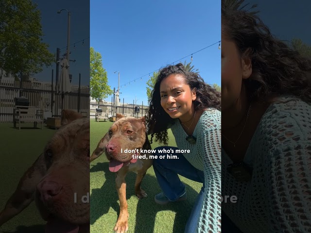 We Rented Out A Luxury Dog Park For A Shelter Dog | The Dodo
