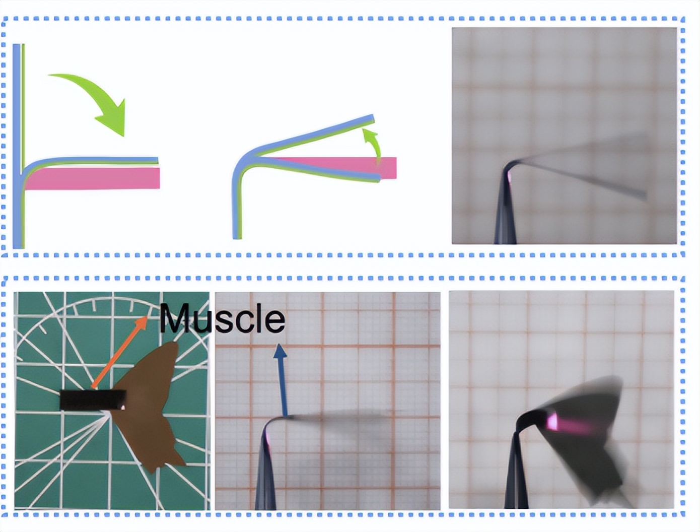 科学家模仿树叶的叶脉结构，设计出会复杂变形的“机器狗”