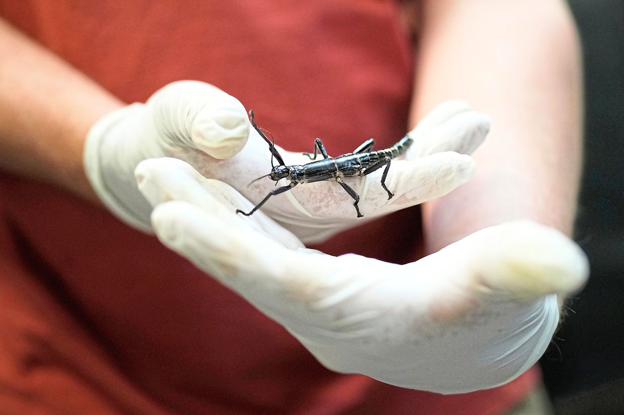 Conserving a rare insect thought extinct for more than 80 years