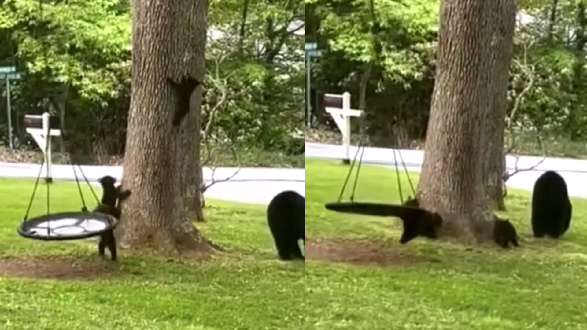 院子有孩子在荡秋千爬树 屋主一看竟是熊孩子（附视频）