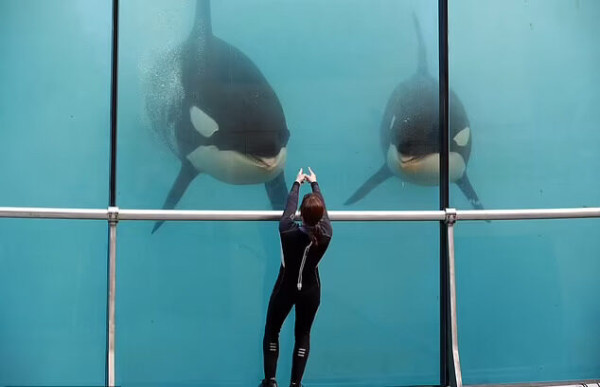 虎鲸母子受困于废弃水族馆 被拍到在废池无助徘徊