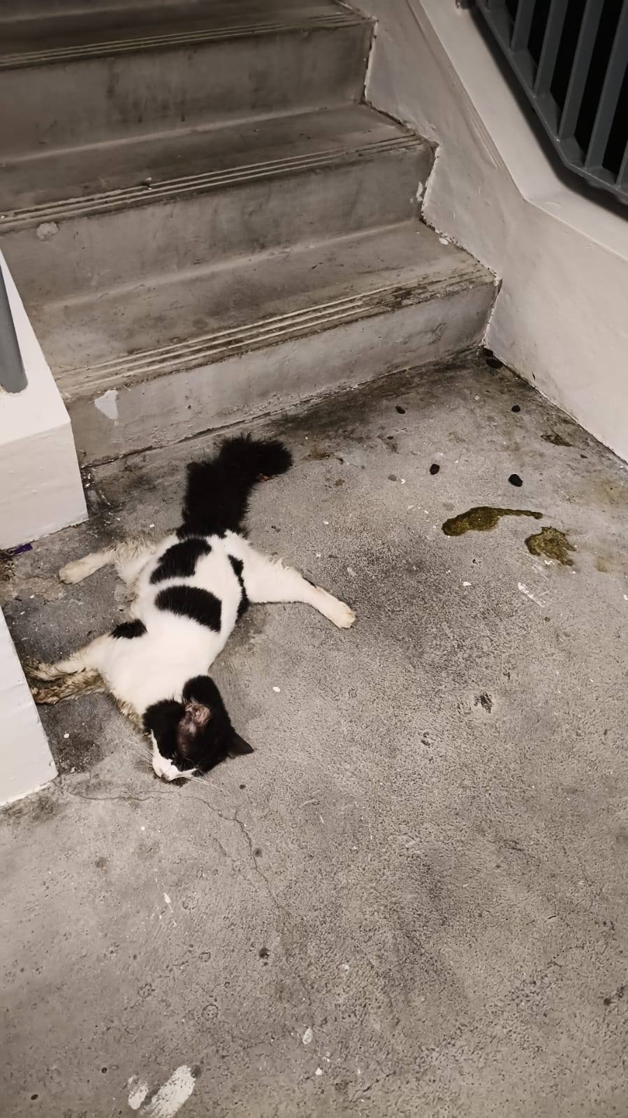 Second Community Cat Found Dead in Yishun Within Month of King Kong Torture Case