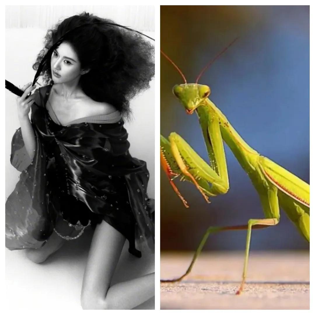 赵露思最新大片遭业内倒油，油光满面唇形廉价，头身比例像螳螂