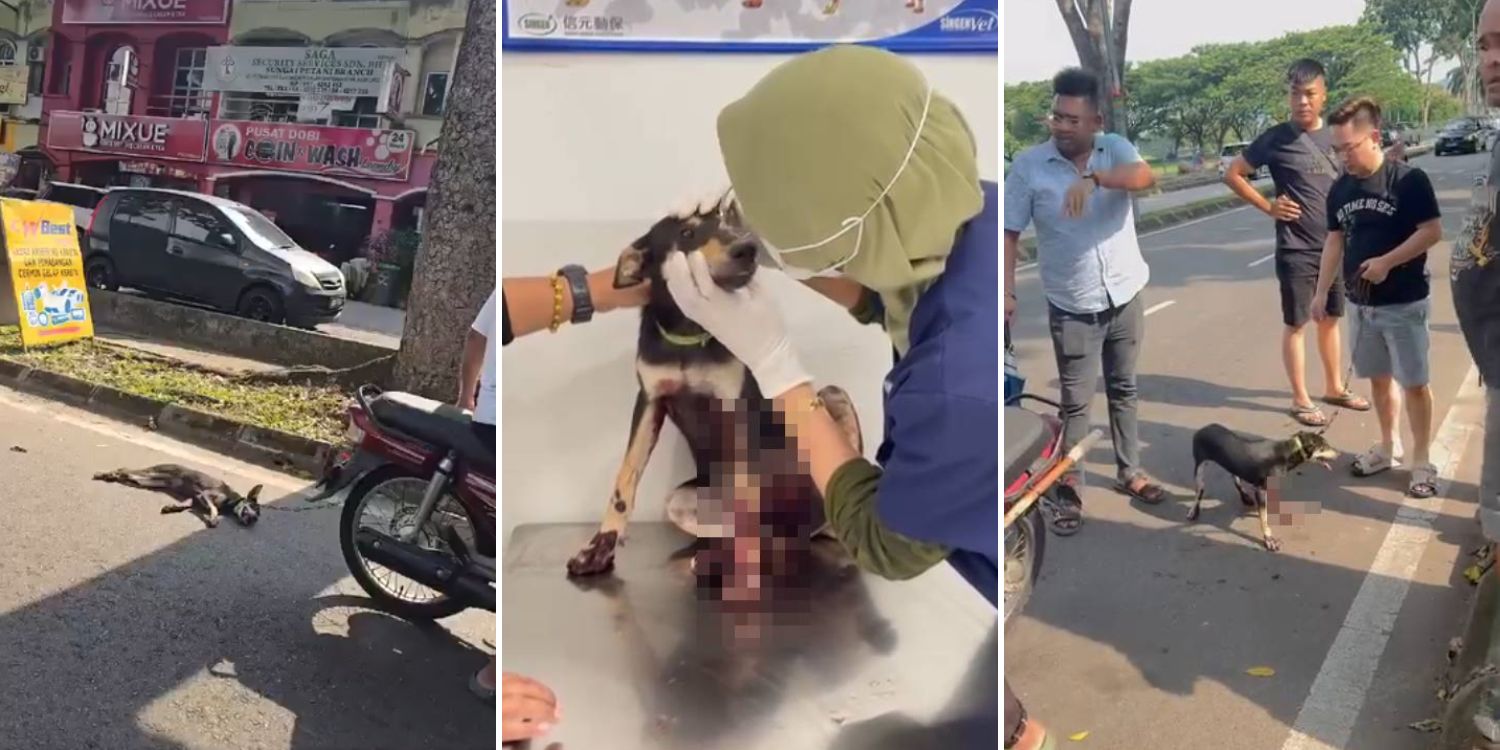 Man in M’sia allegedly drags puppy with metal chain behind motorcycle, leaving its legs bloodied