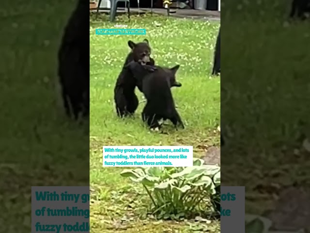 Baby Bears Fighting