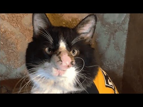 Removing A Big Foxtail From Tiny Kitten #710