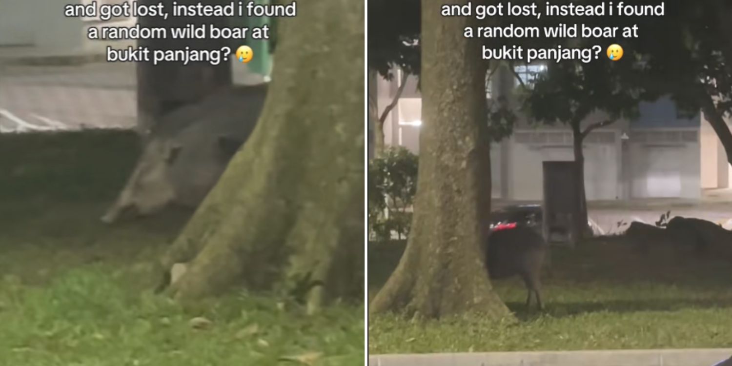 Lost tiktoker bumps into wild boar in Bukit Panjang while looking for hillion mall
