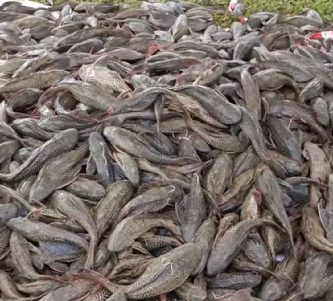 SPIA捕超过52吨清道夫鱼　巴生谷高占30吨