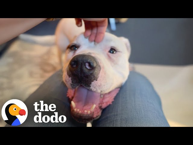 Sad Dog Saved Just In Time Turns Into The Mushiest, Cuddliest Lovebug | The Dodo
