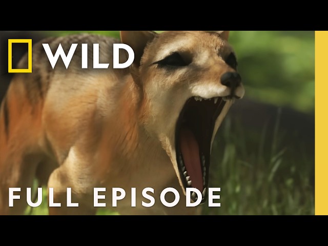 Secrets of the Tasmanian Tiger (Full Episode) | Lost Beasts Unearthed | Nat Geo Animals