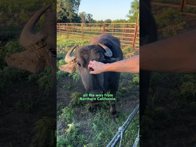 Water Buffalo Was So Lonely Until He Met His Sisters | The Dodo