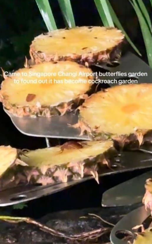 TikToker Spots Cockroaches Feasting On Pineapple At Changi Airport’s Butterfly Garden