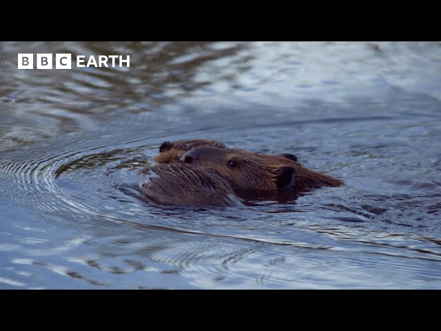 A Beaver Mother's Race Against Time | BBC Earth