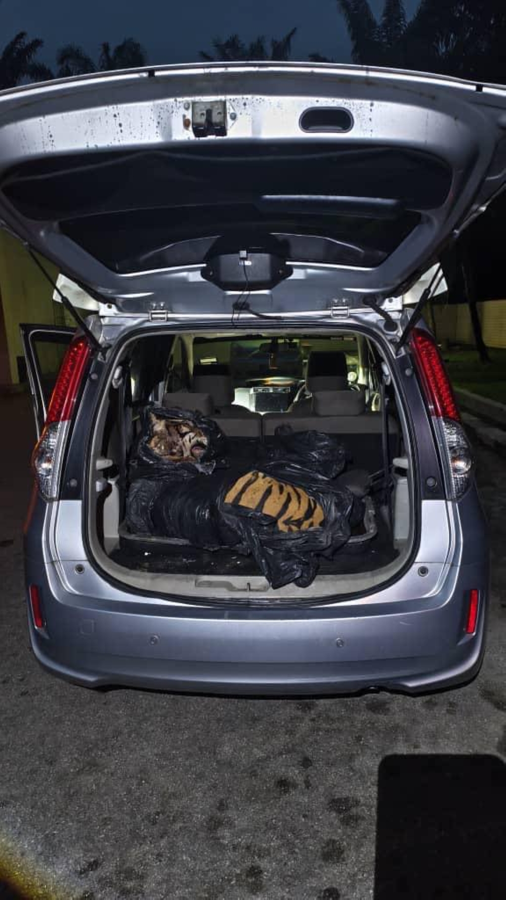 Tiger shot, stuffed in car boot — three men arrested in Johor poaching bust