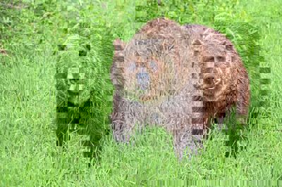 QuickCheck: Is it true that there is a hybrid of grizzly and polar bear?