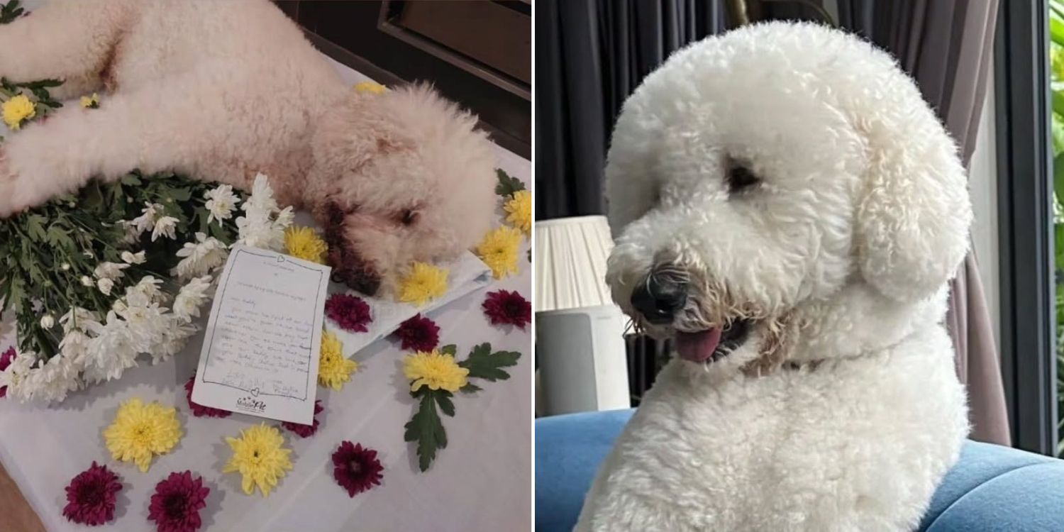 Dog dies after allegedly being left unattended at katong pet groomer, NParks investigating