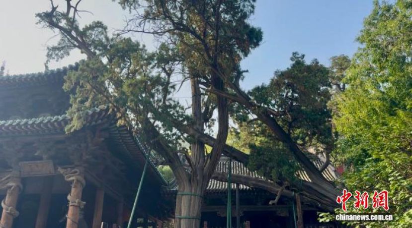 走进晋祠触摸三千年 “活历史”　探访首批入选 “国保·古树” 名录的周柏