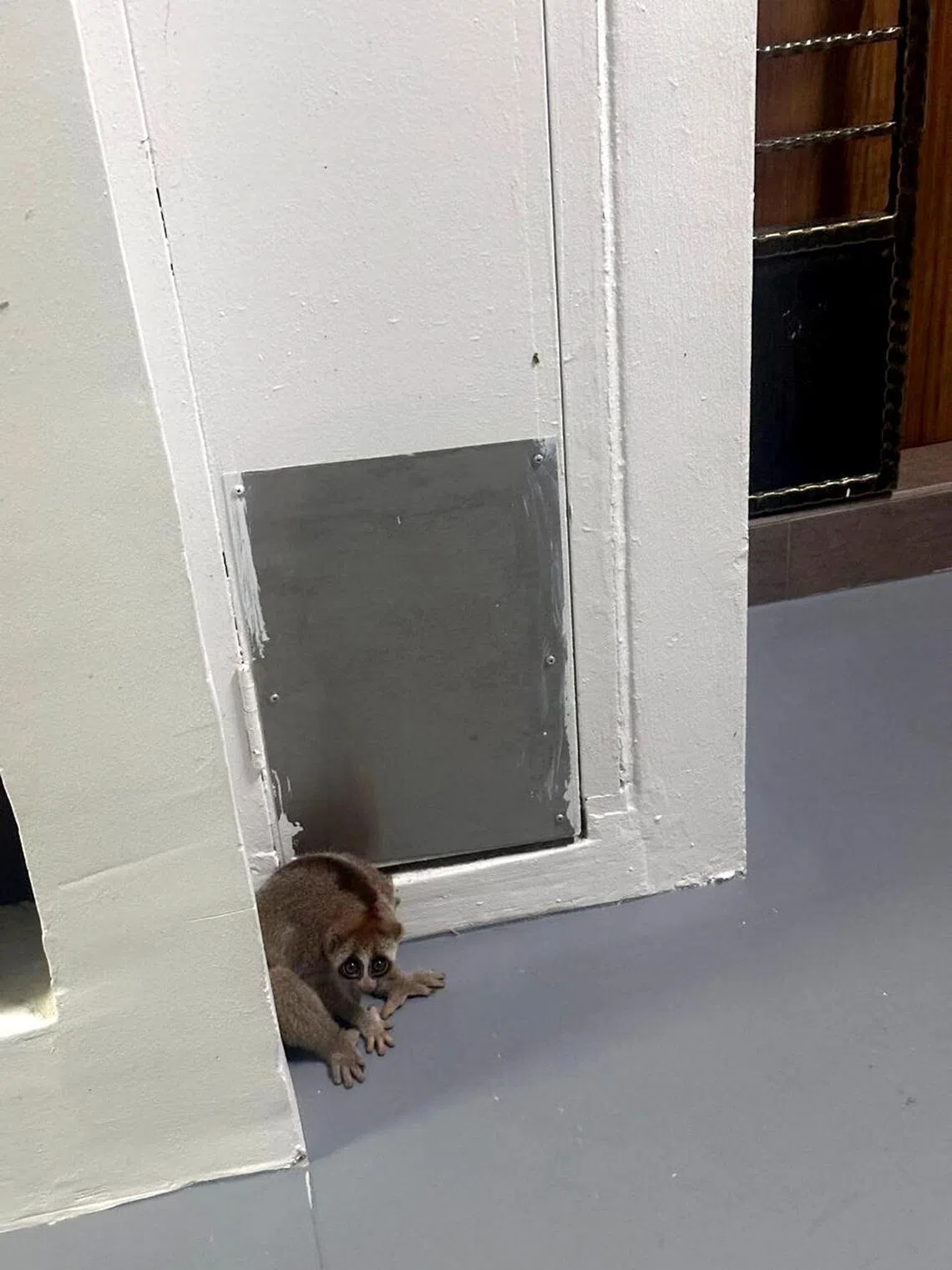 Endangered Sunda slow loris rescued from HDB block near Sin Ming