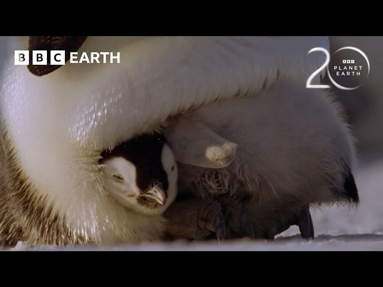The Challenges Of Raising Penguin Chicks | 20 Years of Planet Earth ...