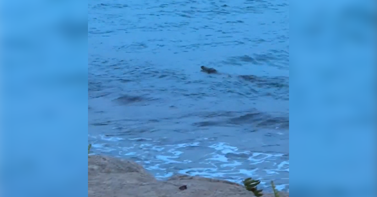 Crocodile sighted off Sentosa Cove; water activities suspended at 3 beaches