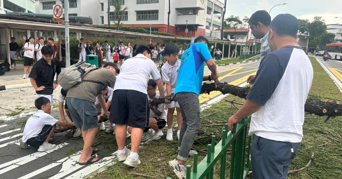 Over 20 residents, students rally to move seven-storey-tall fallen tree in Serangoon