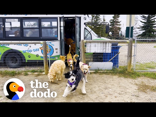 Guy Drives A School Bus Full Of Dogs  | The Dodo