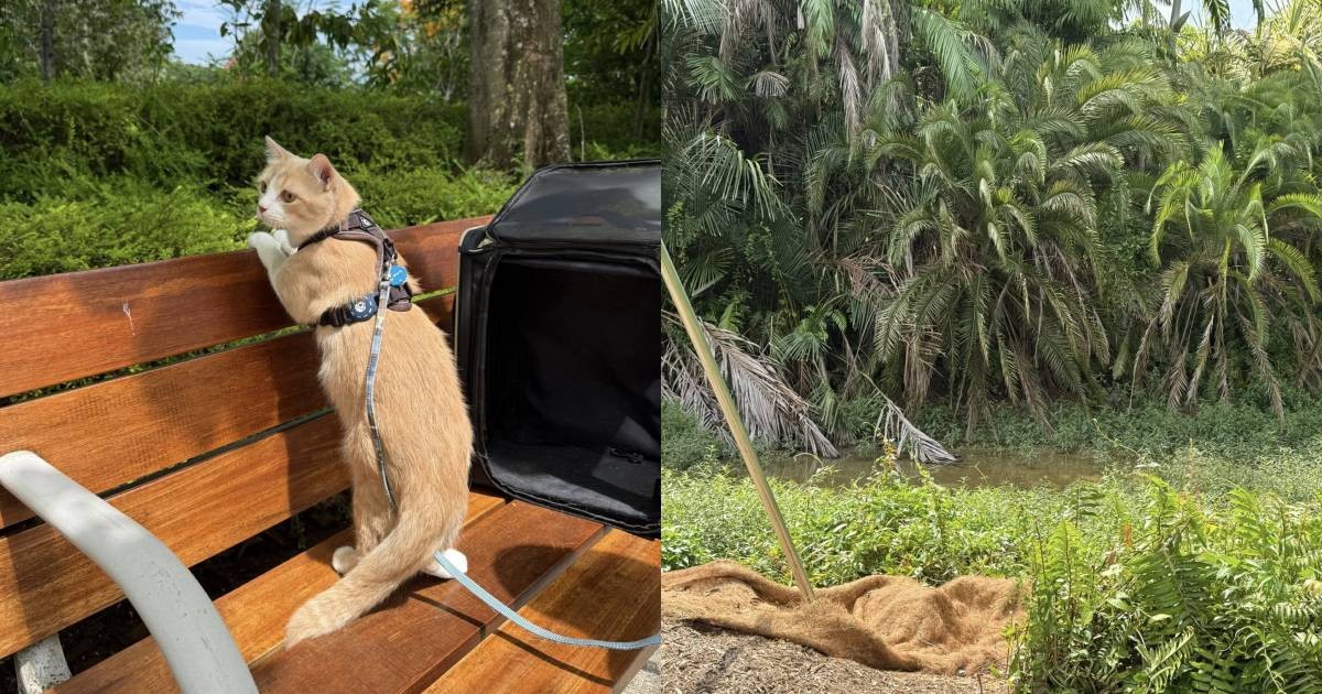 'It hasn't eaten in 20 hours': Owner appeals for help locating ginger cat who went missing at Gardens by the Bay
