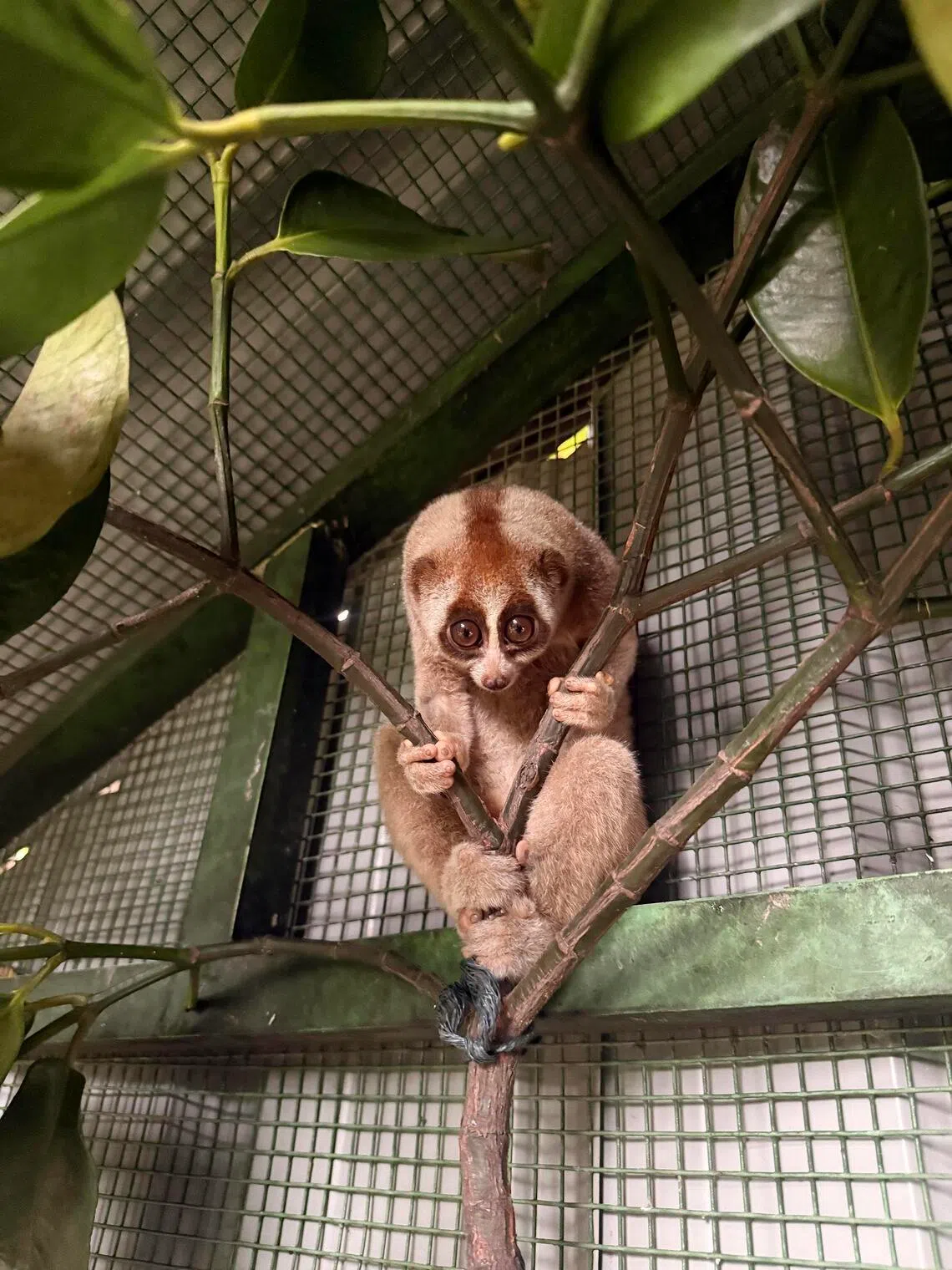 Sunda slow loris found in industrial estate near Tuas released after 2 months