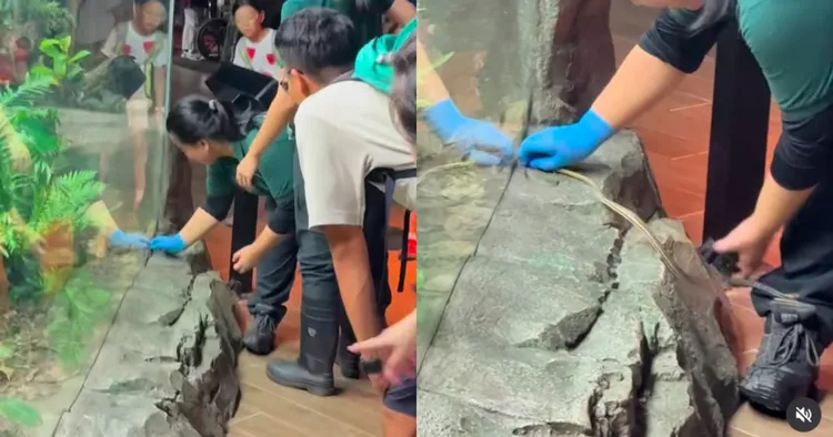 Photo: news.nestia.com Mandai Employees Capture Wild Snake Slithering Outside Exhibit