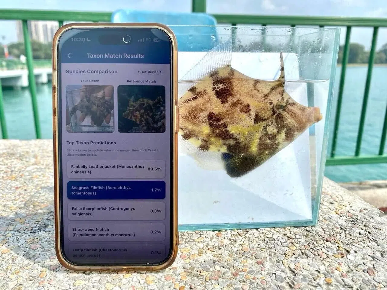 Angler’s Pokedex: Youth build free app to help identify and log Singapore’s fish