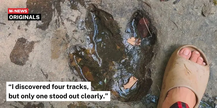 Man encounters suspected dinosaur footprints in Thai forest, authorities confirm fossils are real