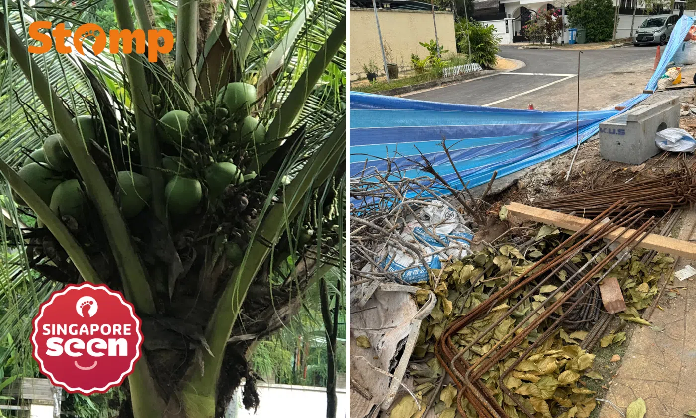 Holland Gardens resident heartbroken after her coconut tree of 20 years gets chopped down while she’s overseas